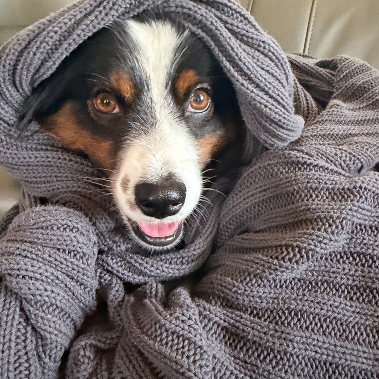 Maggie bundled in a knit blanket