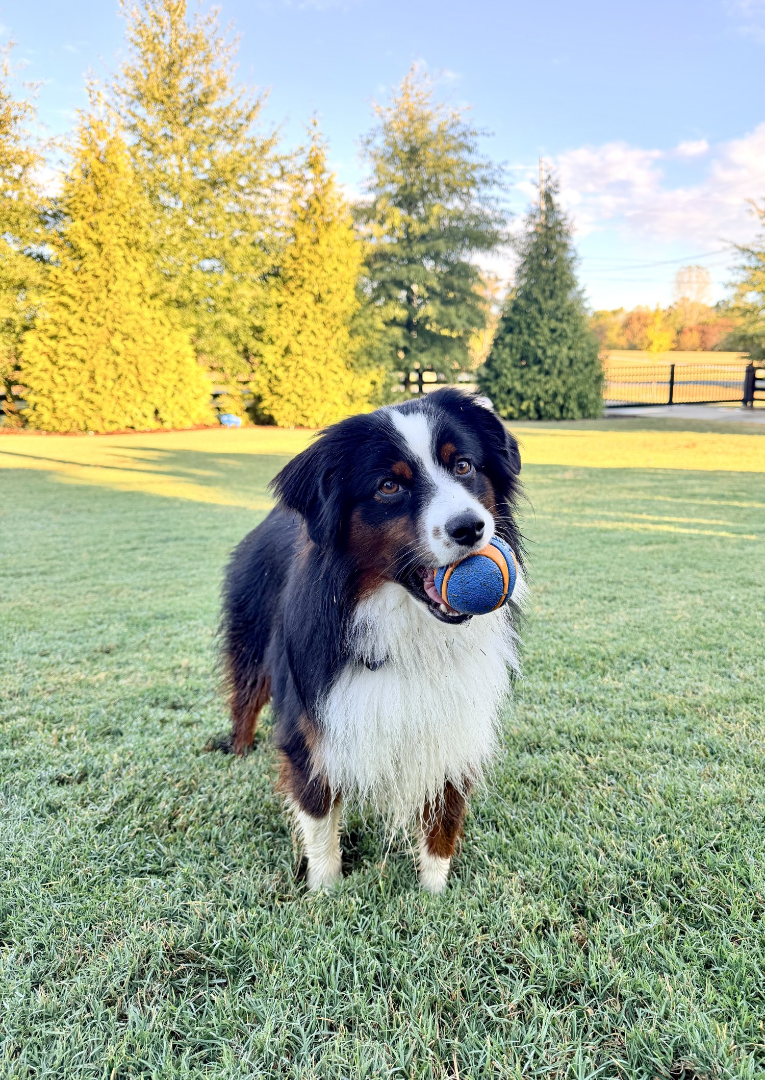 Maggie, a black-tri mini Australian shepherd, standing in golden evening light with a ball in her mouth