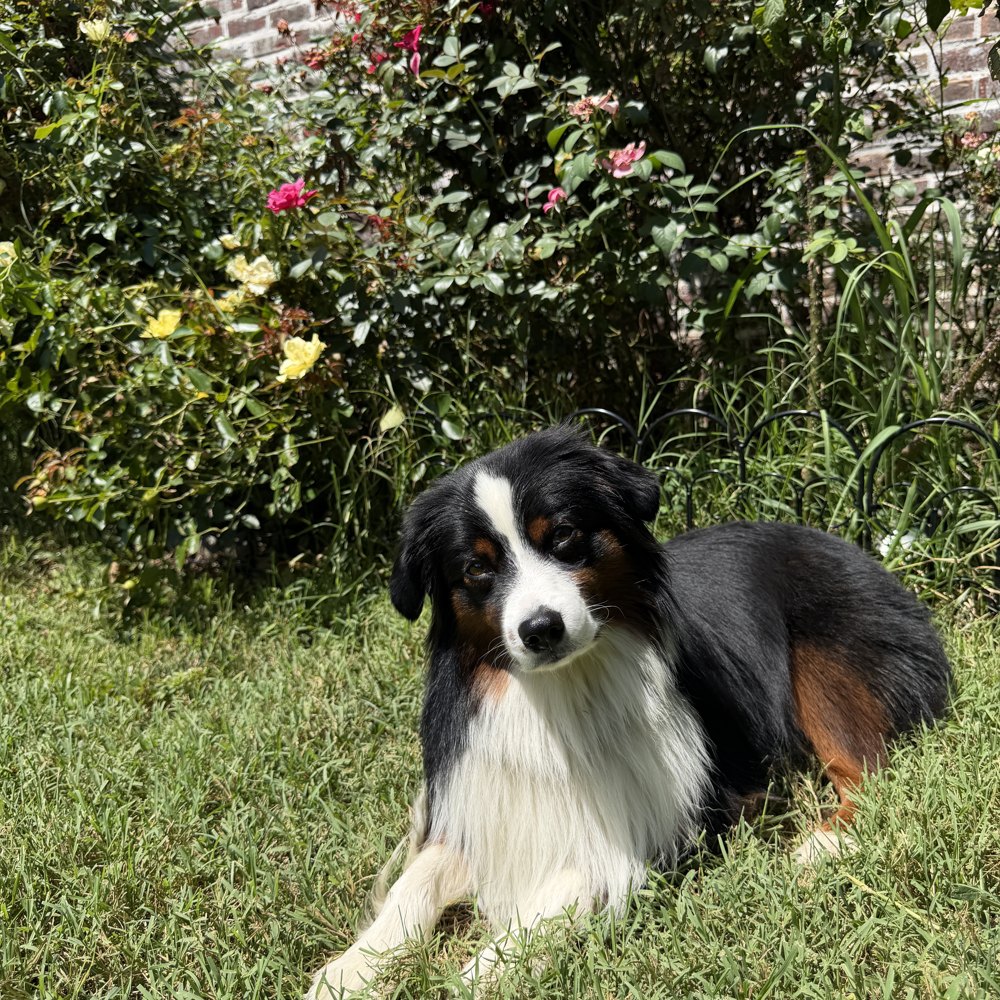 Maggie resting beside a flowering bush
