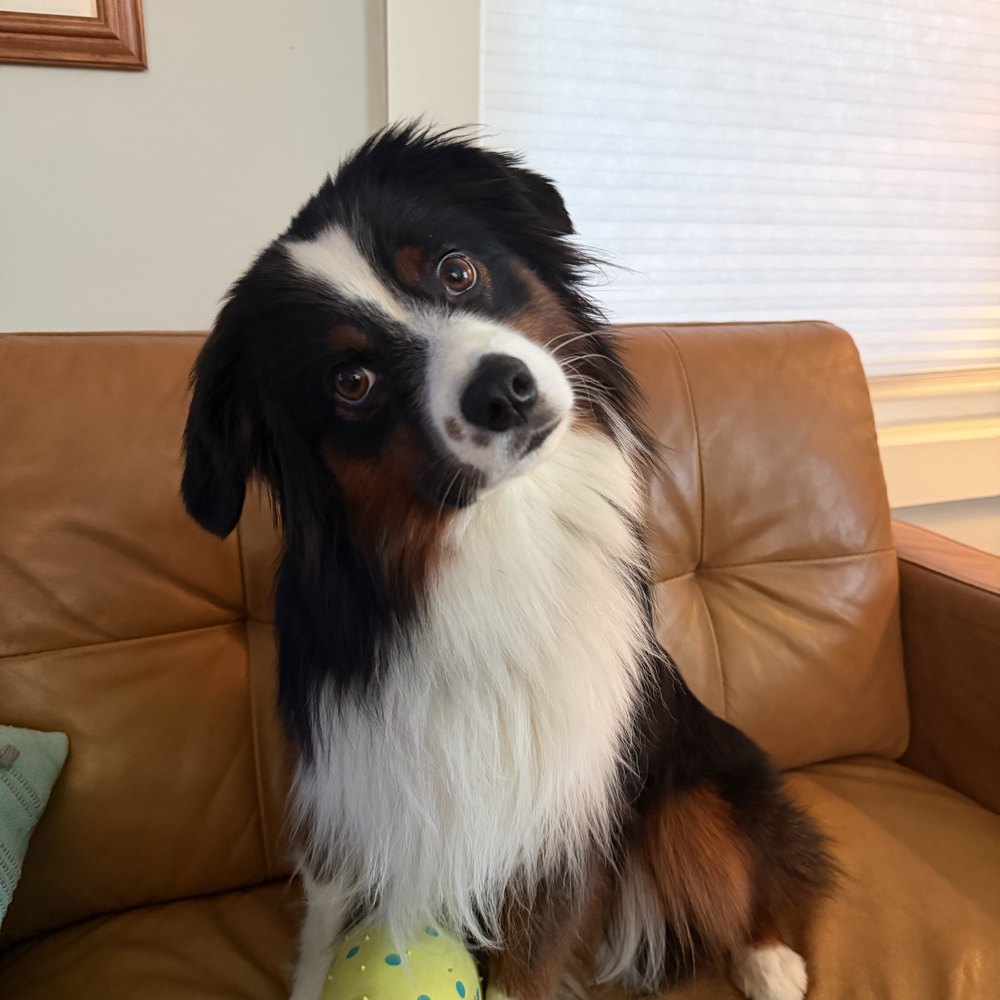Maggie on a leather couch with a ball