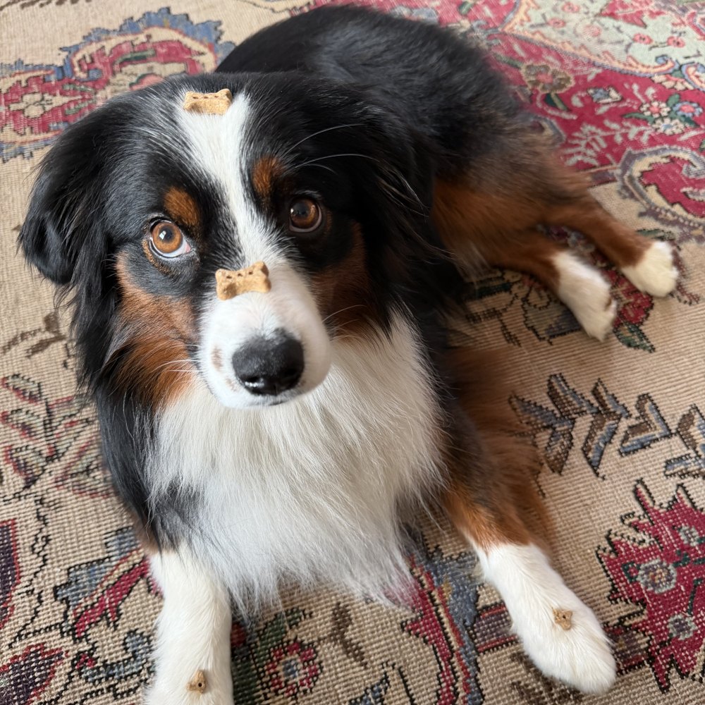 Maggie balancing a treat on her nose